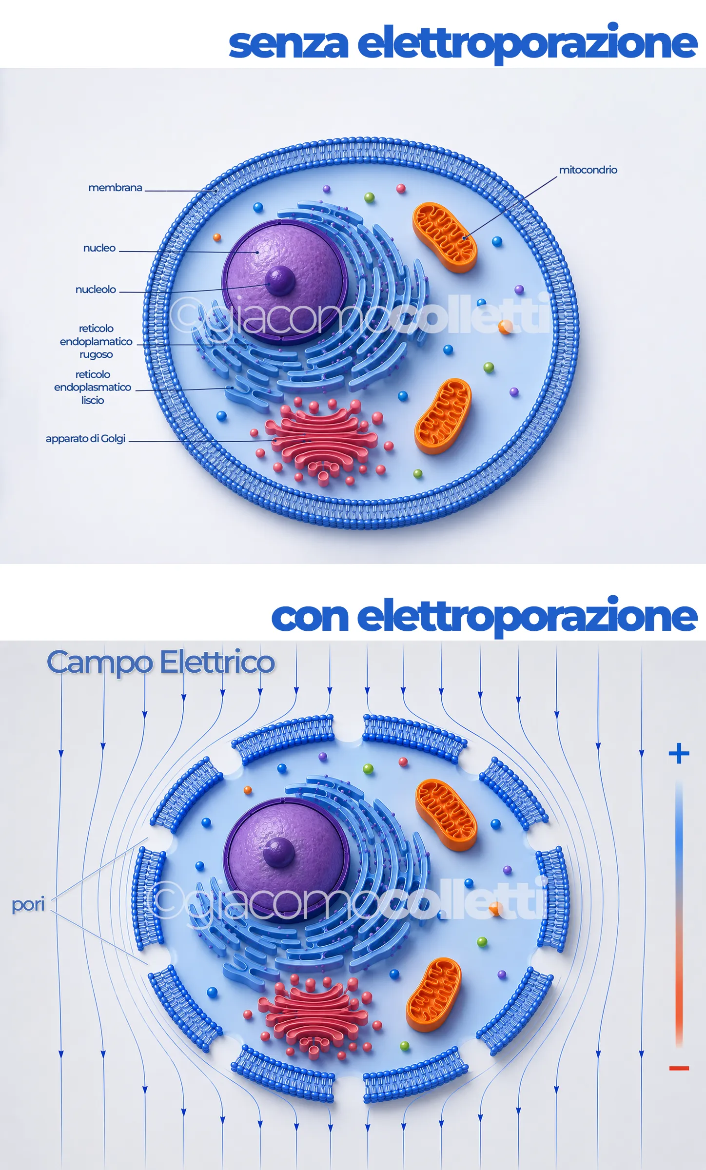 cellula con e senza elettroporazione meccanismo di azione della elettroporazione